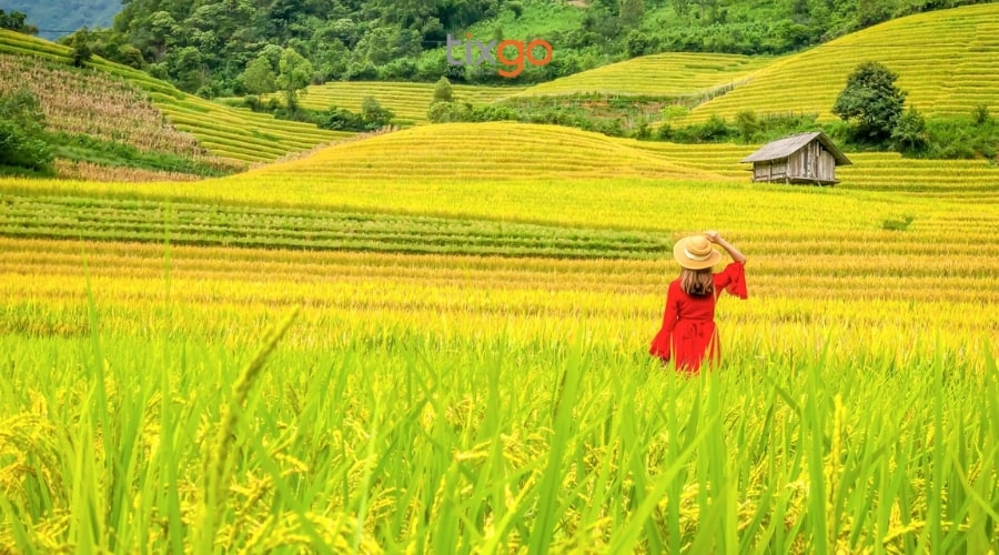 du lịch sapa mùa lúa chín