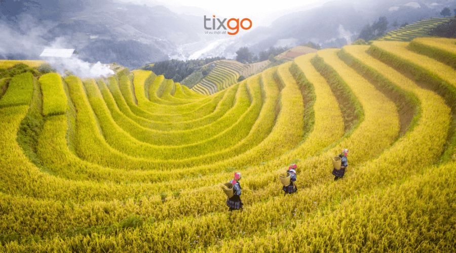 du lịch sapa mùa lúa chín