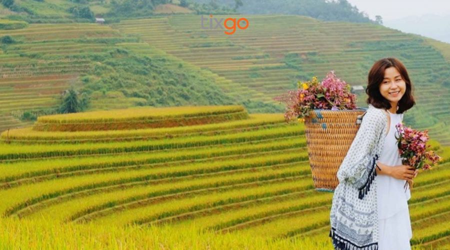 du lịch sapa mùa lúa chín