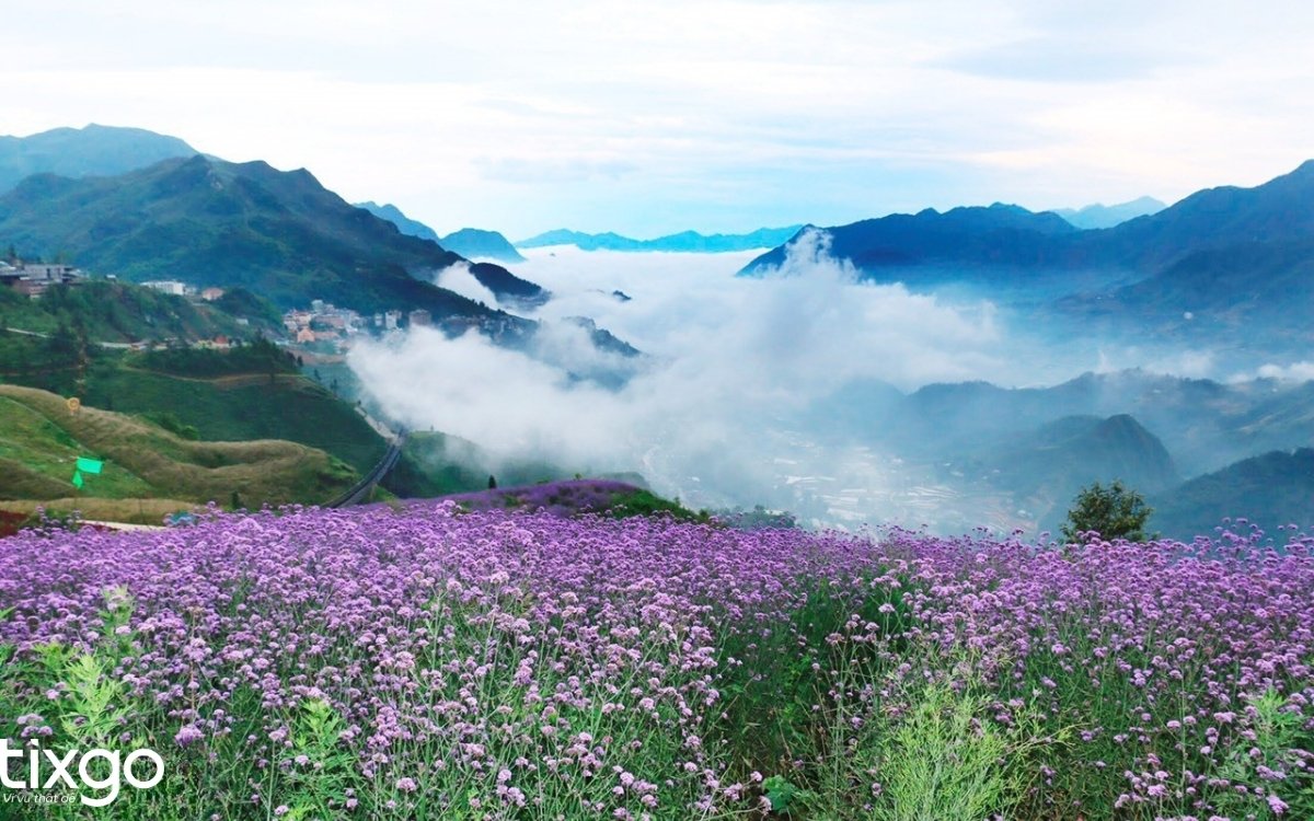 Checkin cánh đồng hoa Oải Hương tại Sun World Fansipan mùa nước đổ Sapa sapa mùa nước đổ