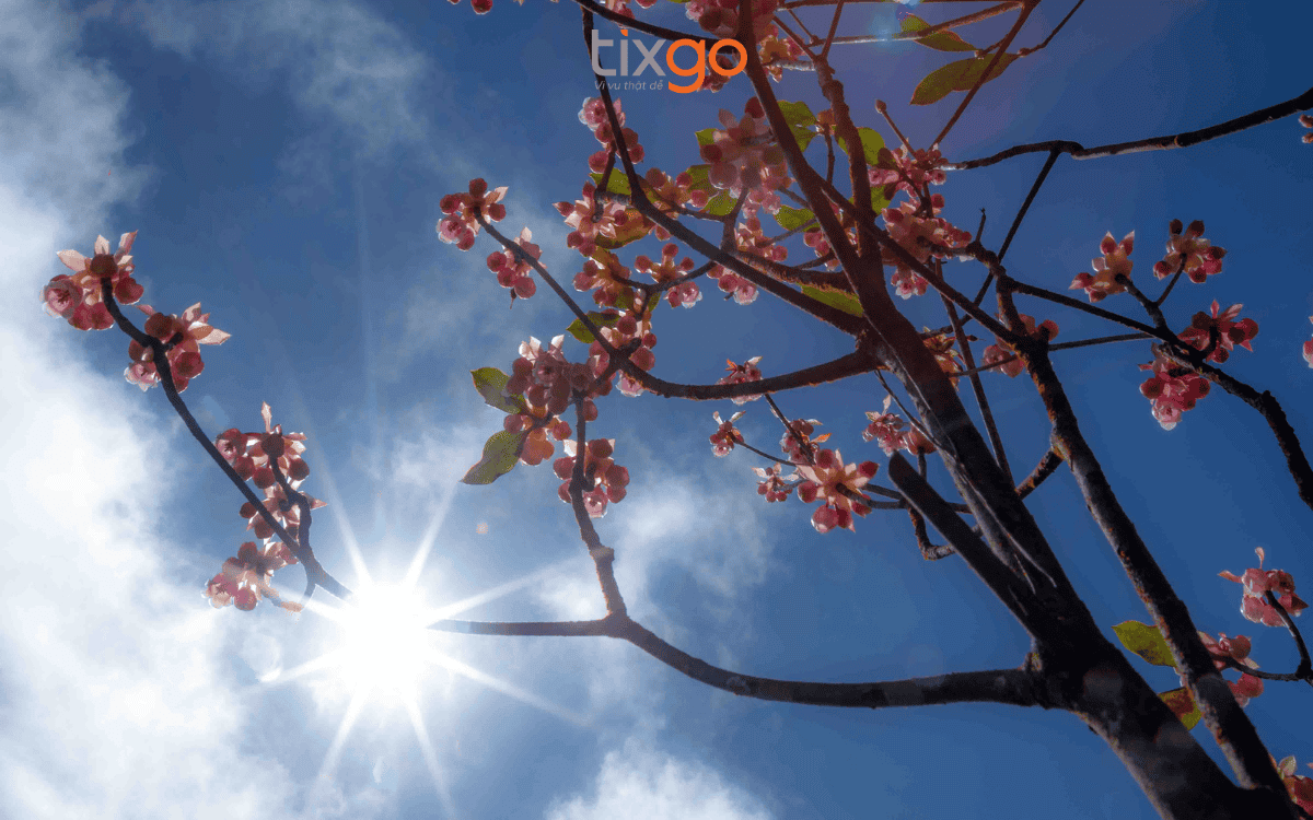 Du lịch Đà Nẵng tháng 3: Hoa đào chuông