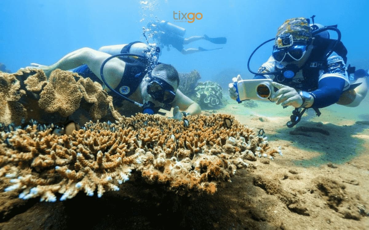 Lặn ngắm Cù Lao Chàm khi du lịch Đà Nẵng tháng 5