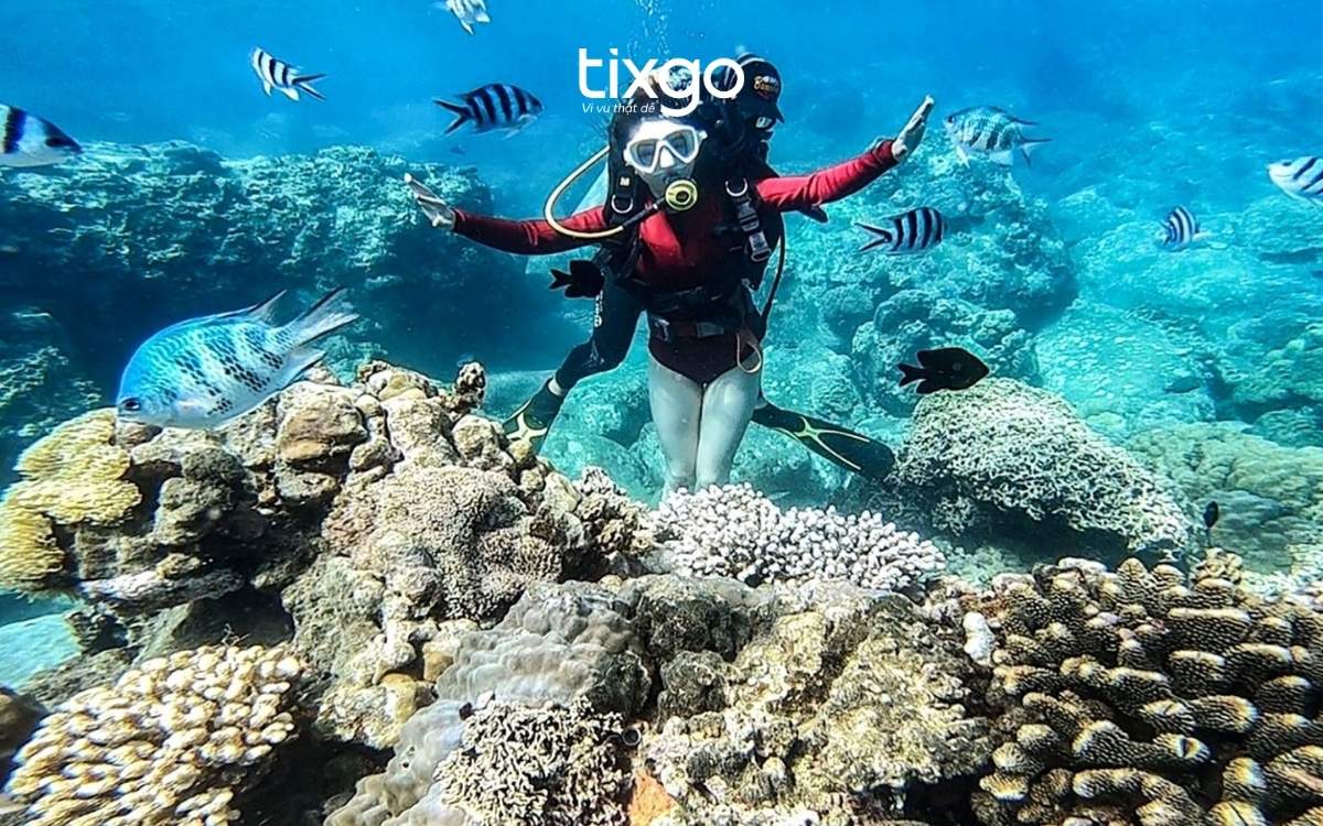 Lặn ngắm san hô tại Ghềnh Bàng ở Đà Nẵng