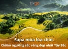 Sapa mùa lúa chín: Chiêm ngưỡng sắc vàng đẹp nhất Tây Bắc