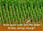 Tixgo | Vi vu thật dễ Tham quan vườn tiêu Phú Quốc: Đi đâu, xem gì, mua gì?