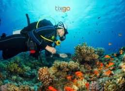 Tixgo | Vi vu thật dễ