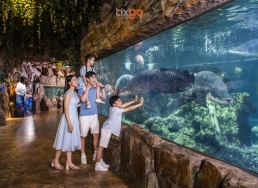 Tixgo | Vi vu thật dễ