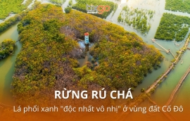 Rừng Rú Chá - Lá phổi xanh “độc nhất vô nhị”