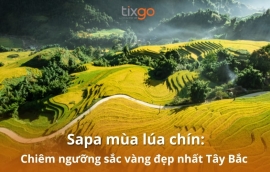 Sapa mùa lúa chín: Chiêm ngưỡng sắc vàng đẹp nhất Tây Bắc
