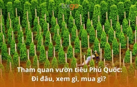 Tham quan vườn tiêu Phú Quốc: Đi đâu, xem gì, mua gì?