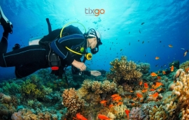 Tixgo | Vi vu thật dễ