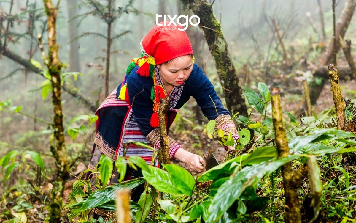 Lịch sử bài thuốc tắm lá Dao Đỏ Sapa: Từ gia truyền đến đặc sản du lịch Lịch sử bài thuốc tắm lá Dao Đỏ Sapa: Từ gia truyền đến đặc sản du lịch