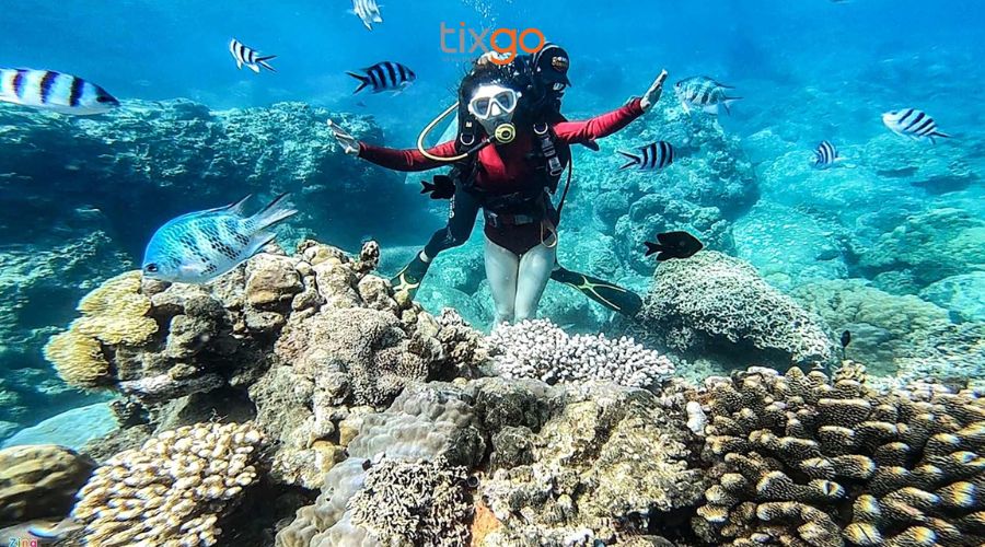 tour cù lao chàm Tour Cù Lao Chàm: Trải nghiệm ngắm san hô