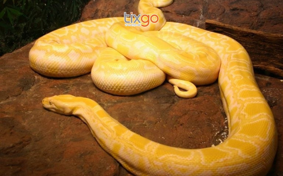 Làm quen với các loài bò sát tại VinKE Times City