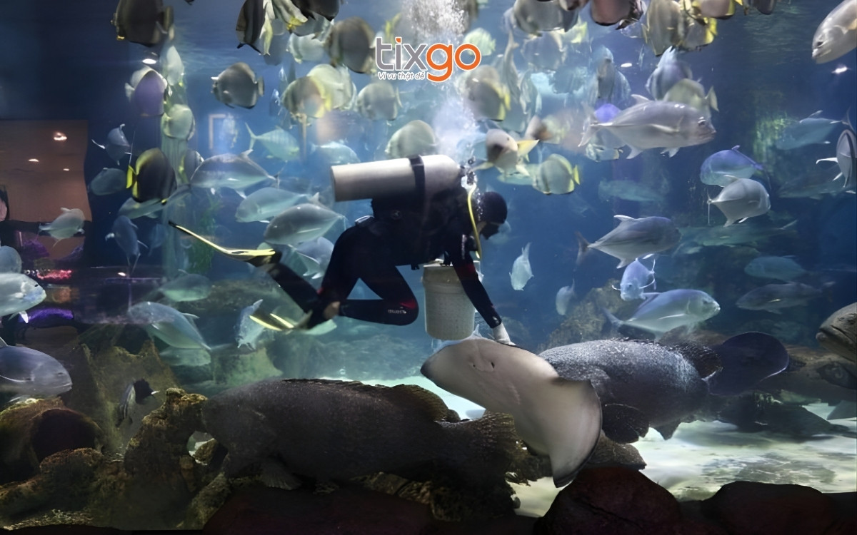 Xem show diễn “bữa ăn” của cá đuối tại khu VinKE Times City