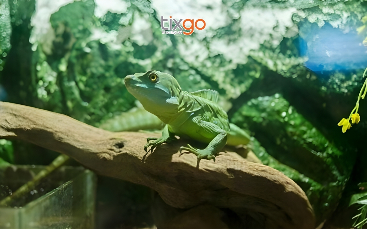 Khám phá hang động bò sát khi đi VinKE & thủy cung Times City