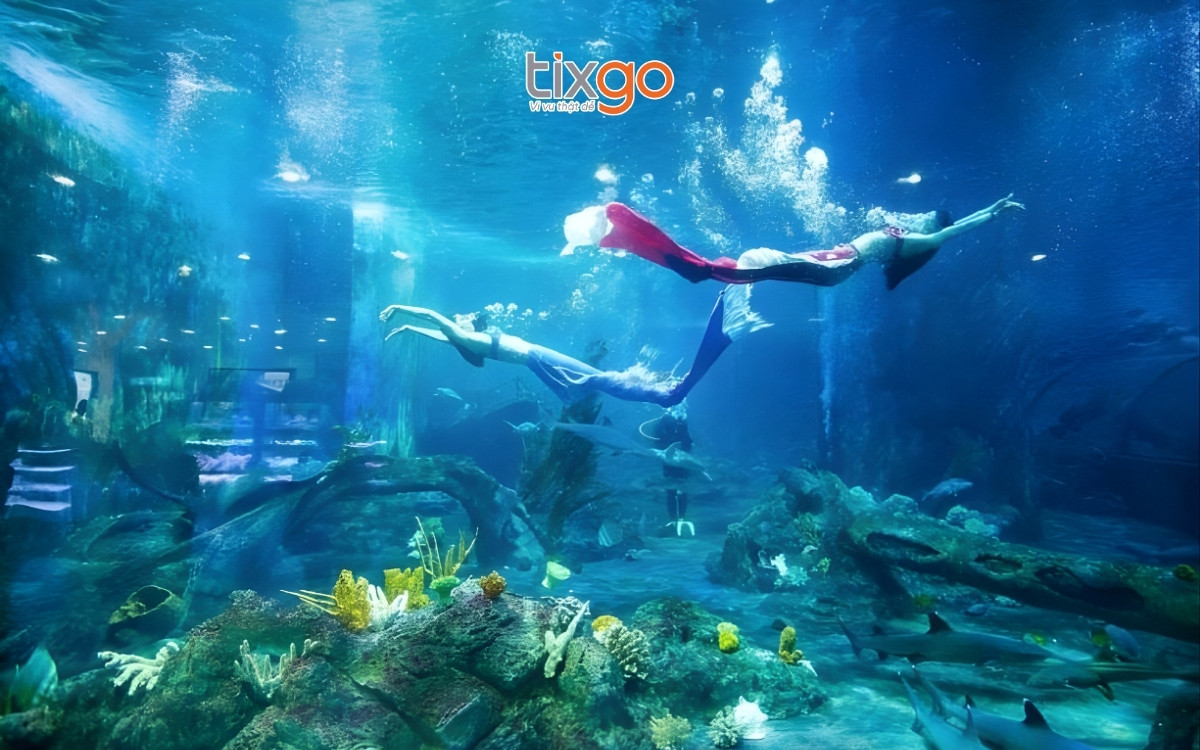 Thưởng thức show nàng tiên cá tại Thủy cung Times City