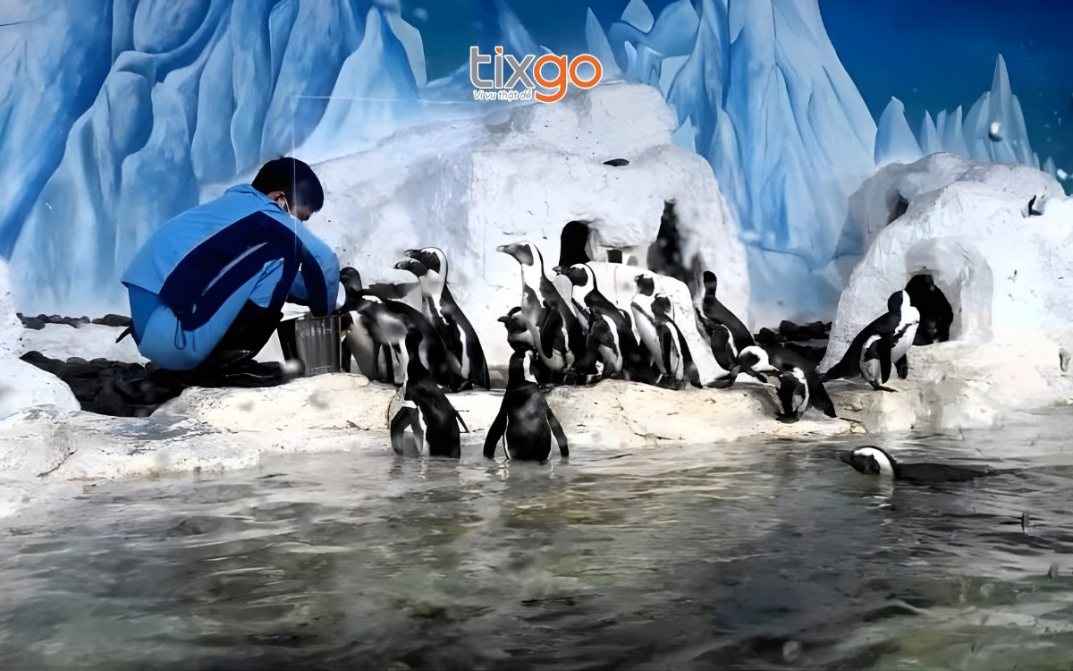 Chiêm ngưỡng màn biểu diễn cho chim cánh cụt ăn tại VinKE Times City