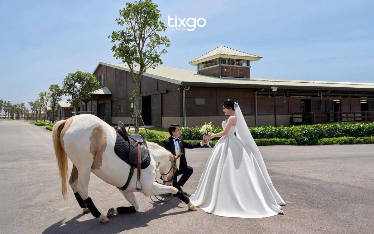 vinpearl horse academy hải phòng vinpearl horse academy hải phòng
