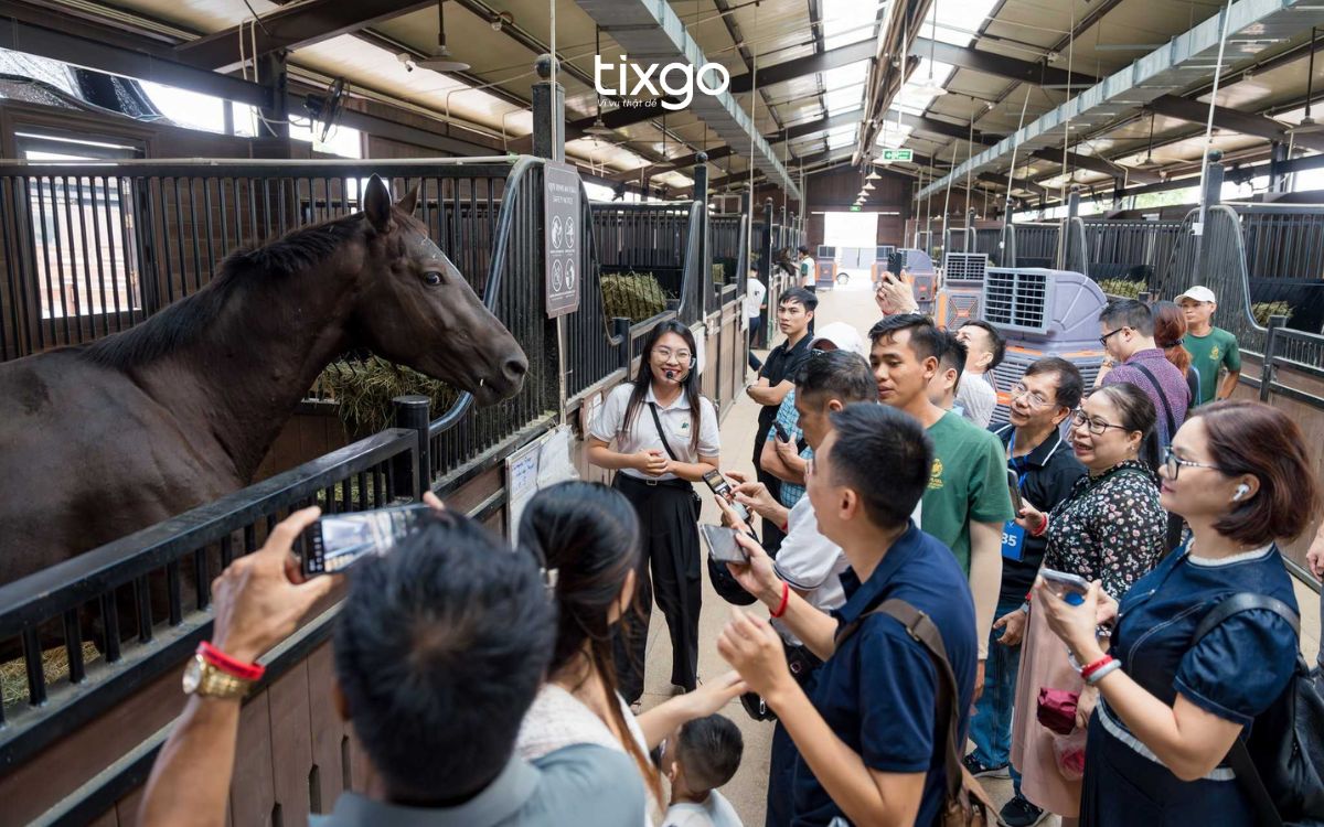 vinpearl horse academy vũ yên vinpearl horse academy vũ yên