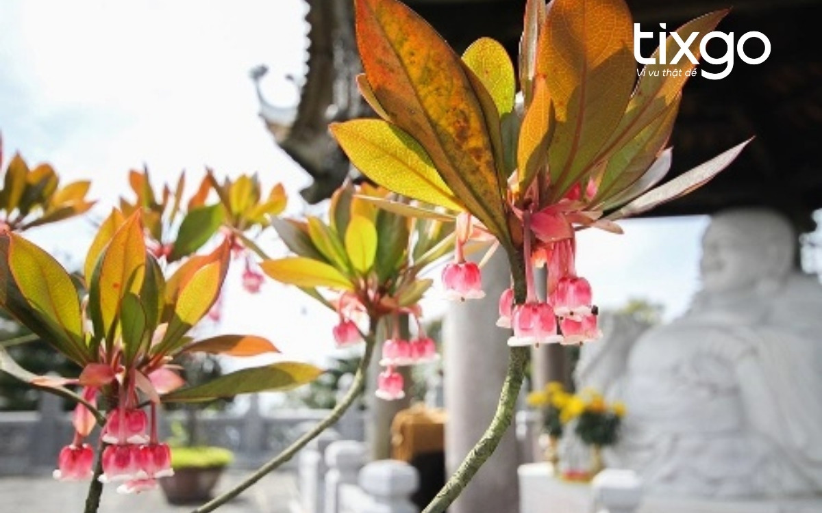 Hoa Đào Chuông tại Vườn hoa Bà Nà Hills - Le Jardin D’Amour Hoa Đào Chuông tại Vườn hoa Bà Nà Hills - Le Jardin D’Amour