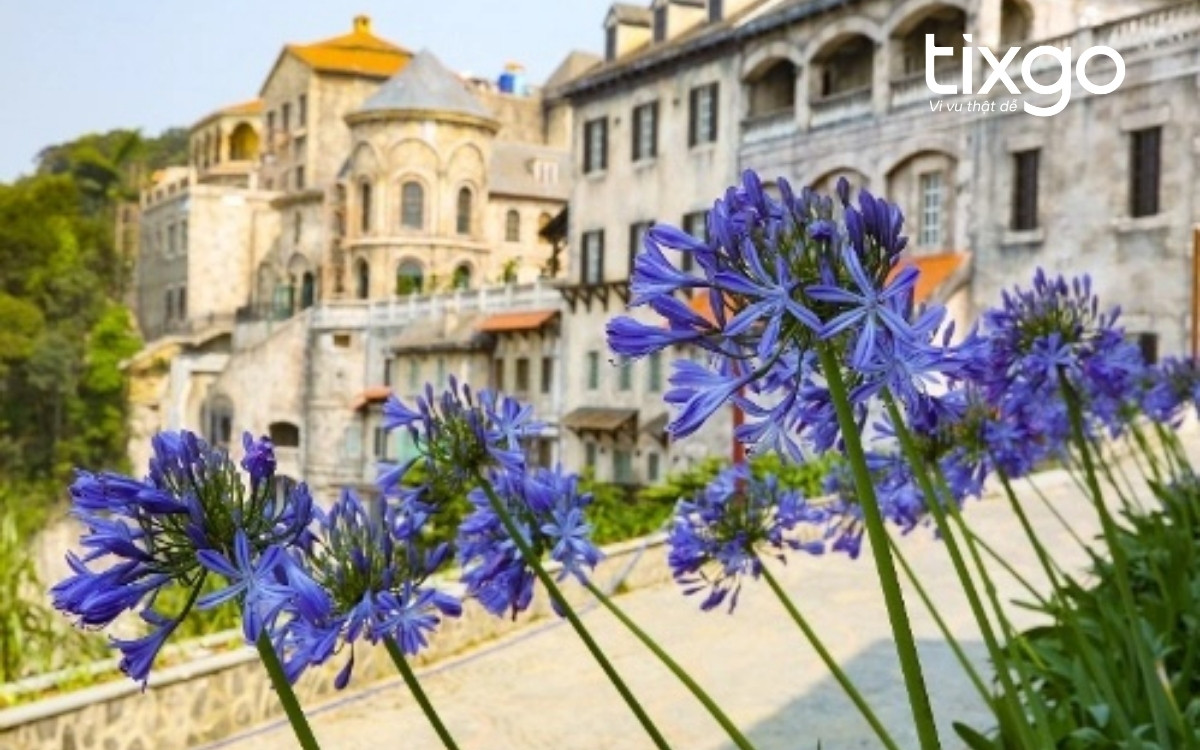 Hoa Arapang (Thanh Anh) ở vườn hoa Le Jardin D’Amour Hoa Arapang (Thanh Anh) ở vườn hoa Le Jardin D’Amour