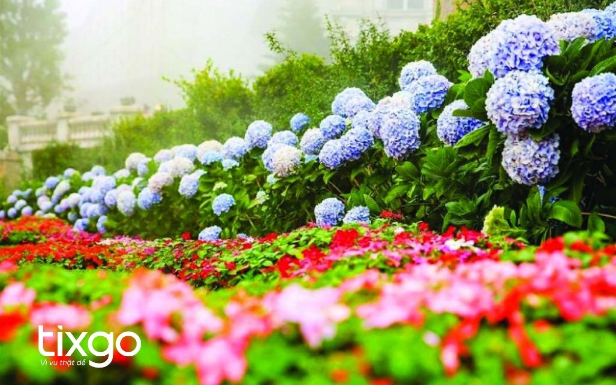 Vườn hoa Bà Nà Hills đẹp muôn sắc màu Vườn hoa Bà Nà Hills đẹp muôn sắc màu