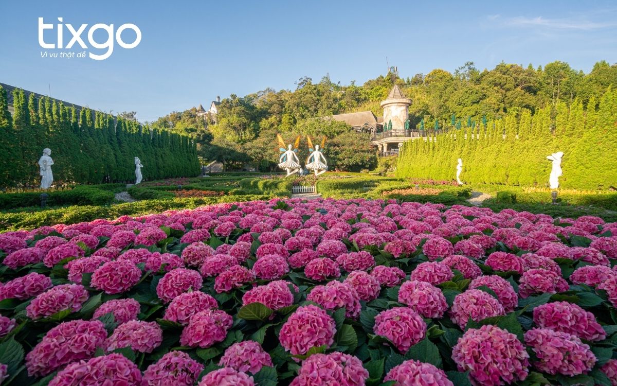 Nhiều loài hoa khoe sắc tại vườn hoa Le Jardin D’Amour Nhiều loài hoa khoe sắc tại vườn hoa Bà Nà Hills