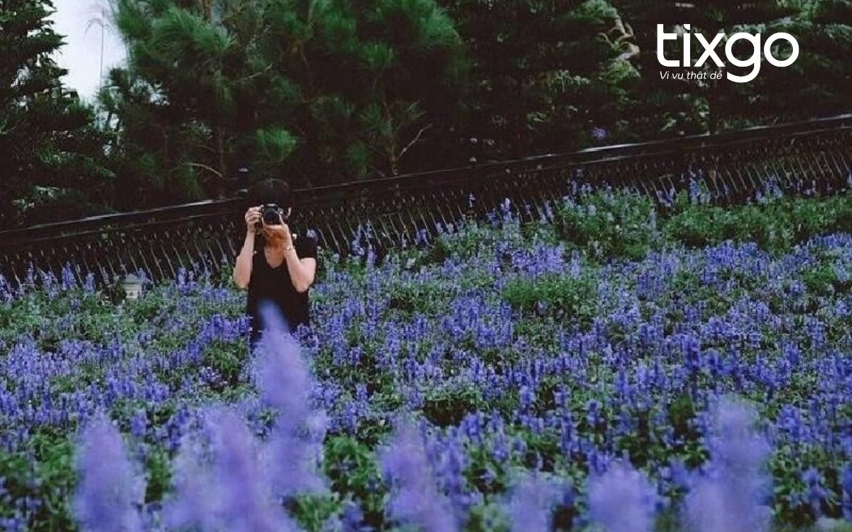 Vườn Suối Mơ là 1 trong 9 phân khu của vườn hoa Bà Nà Hills Vườn Suối Mơ là 1 trong 9 phân khu của vườn hoa Bà Nà Hills