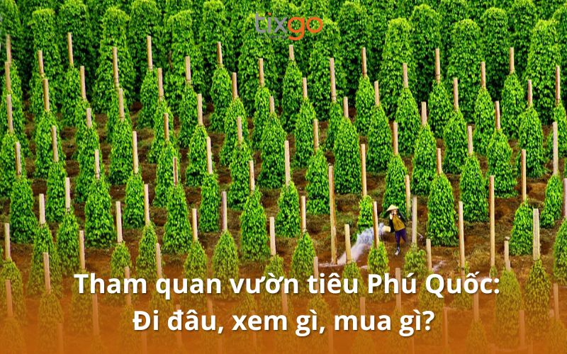 Tham quan vườn tiêu Phú Quốc: Đi đâu, xem gì, mua gì?