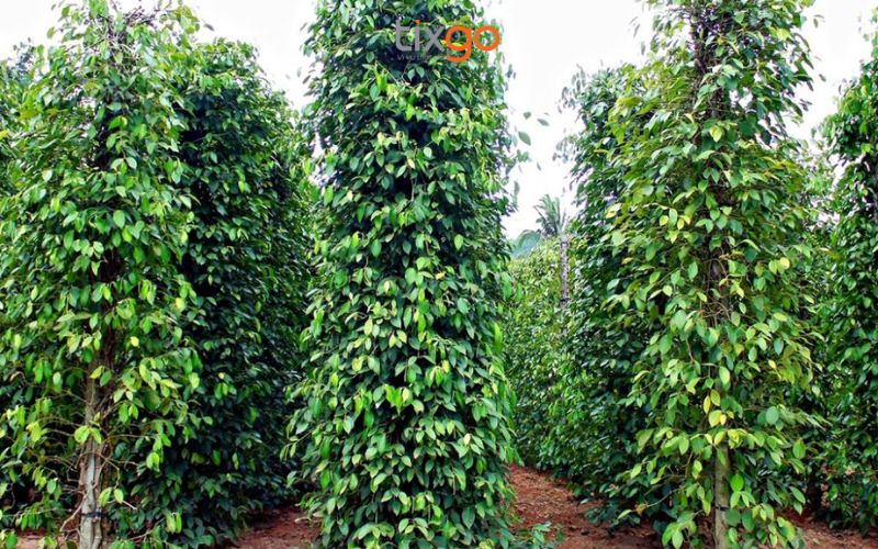 Các vườn tiêu gần trung tâm Dương Đông cao vút và xanh tốt 