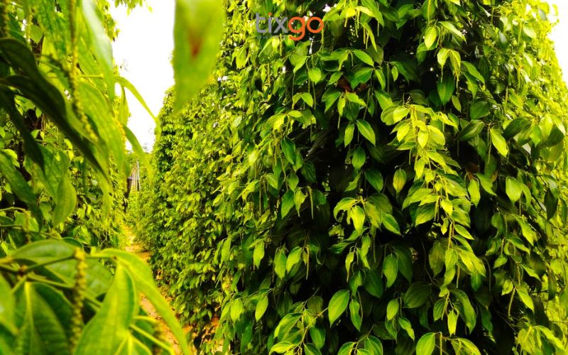 Những hàng tiêu thẳng tắp của vườn tiêu Ngọc Hà