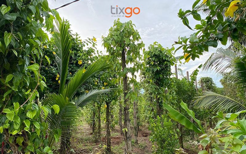 Những gốc tiêu lâu năm được trồng trên nọc gỗ truyền thống tại vườn tiêu Như Ý