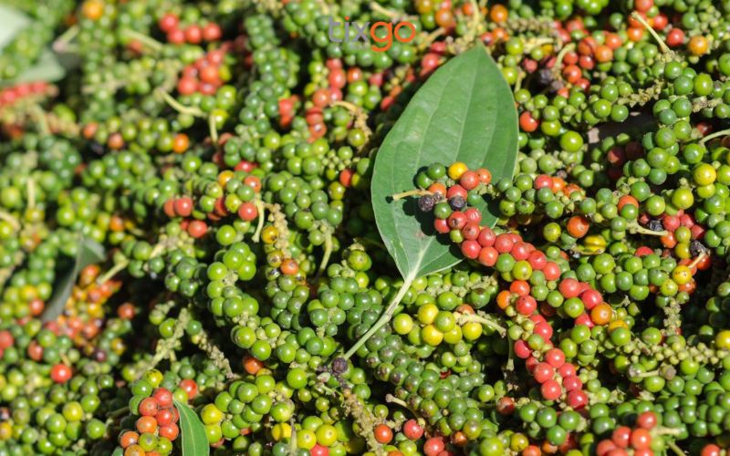 Tiêu chín đỏ (tiêu hồng) là loại đặc sản thượng hạng nhất tại các nhà vườn Phú Quốc